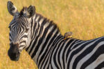 Zebra