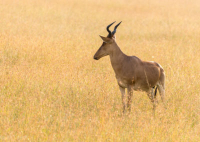 Coke’s Hartebeest