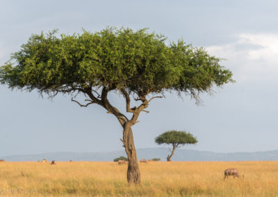 Masai Mara Landscape