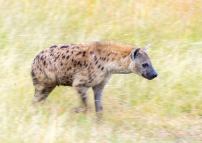 Spotted Hyena