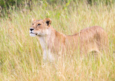 Lioness Searching for Prey