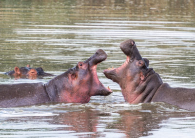 Hippos Fighting