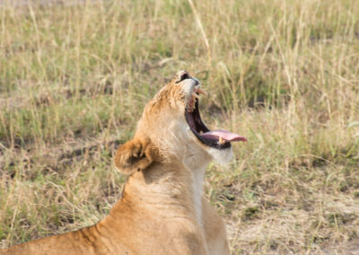 Lazy Lioness