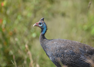 Helmeted guineafowl