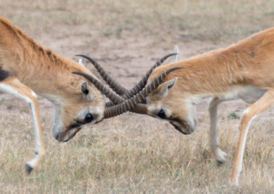 Thomson's Gazelle