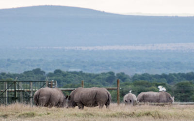 Last of the Northern White Rhinos