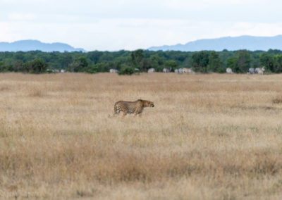 Cheetah