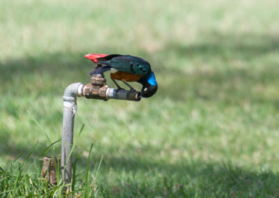 Golden-breasted Starling