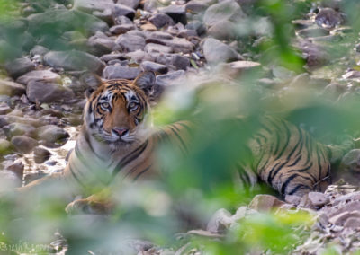 A Tiger at Ranthambore, Rajasthan