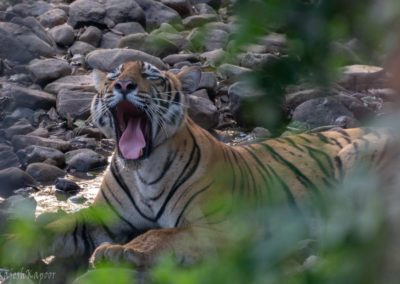 A Tiger at Ranthambore, Rajasthan