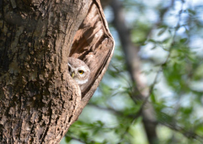 Spotted Owl