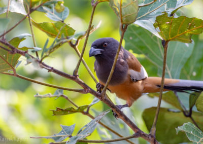 Treepie