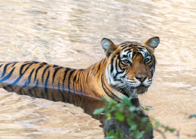 A Tiger at Ranthambore, Rajasthan