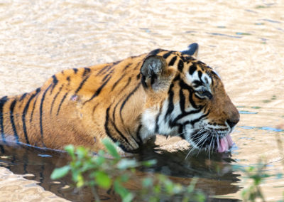 A Tiger at Ranthambore, Rajasthan