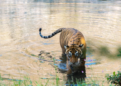 A Tiger at Ranthambore, Rajasthan