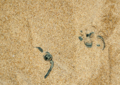 Olive Ridley Turtles Eggs Hatching