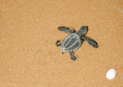 Olive Ridley Turtles Hatchlings