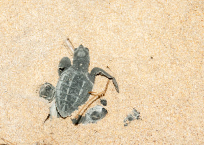 Olive Ridley Turtles Eggs Hatching