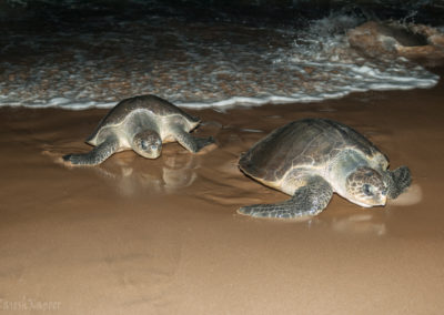 Olive Ridley Turtles