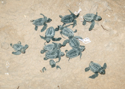 Olive Ridley Turtles Hatchlings