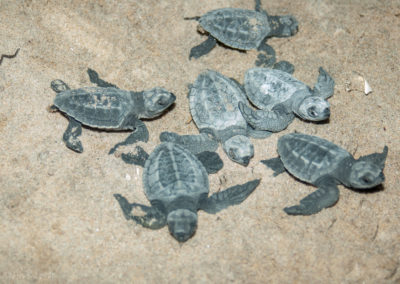 Olive Ridley Turtles Hatchlings