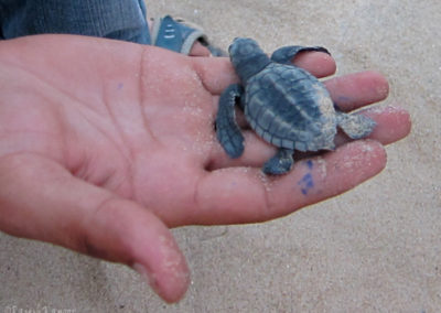 Olive Ridley Turtles Hatchling